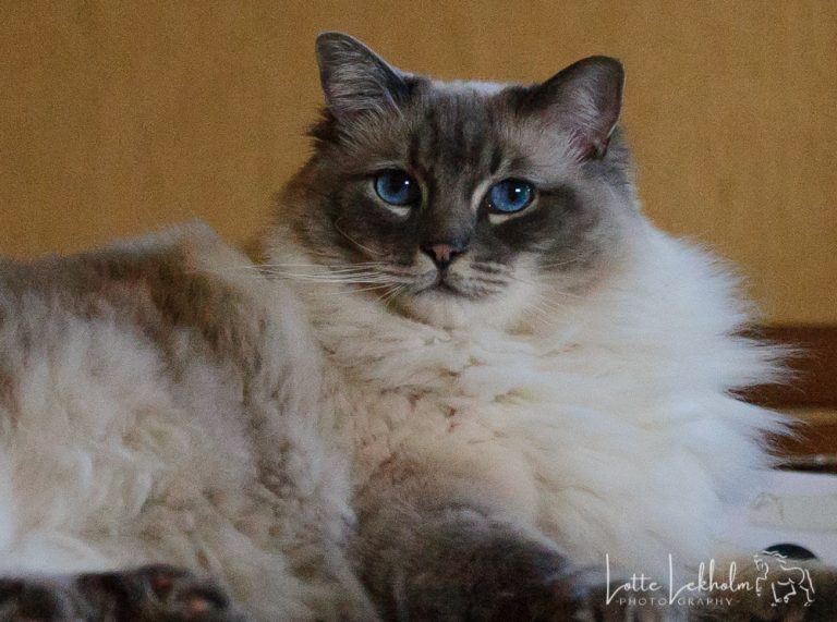 Theo